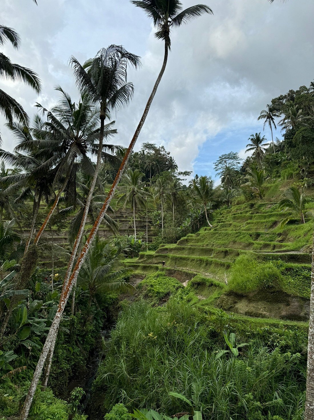 Tegalalang Rice Terrace